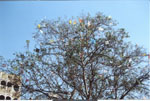 Kite tree
